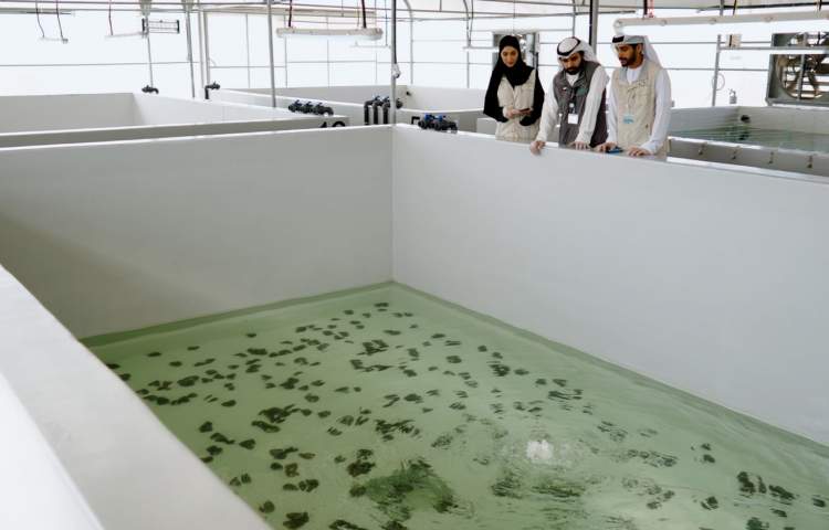 UAE launches first freshwater oyster pearl aquaculture project in the region