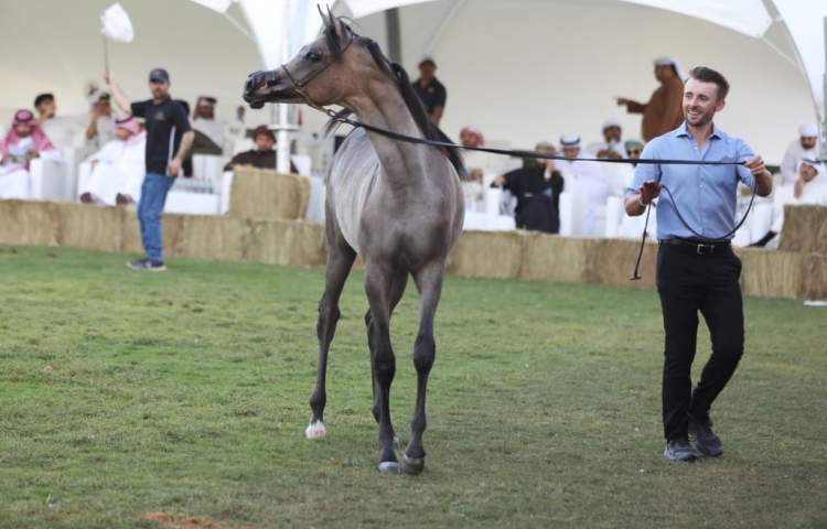 Horse auction in Dubai generates AED 5.5 million in sales