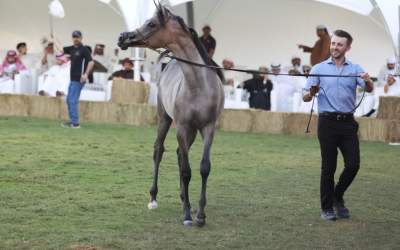 Horse auction in Dubai generates AED 5.5 million in sales