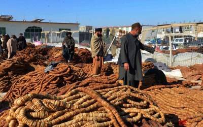 Over 9,000 tons of dried fruits exported from Kandahar to China